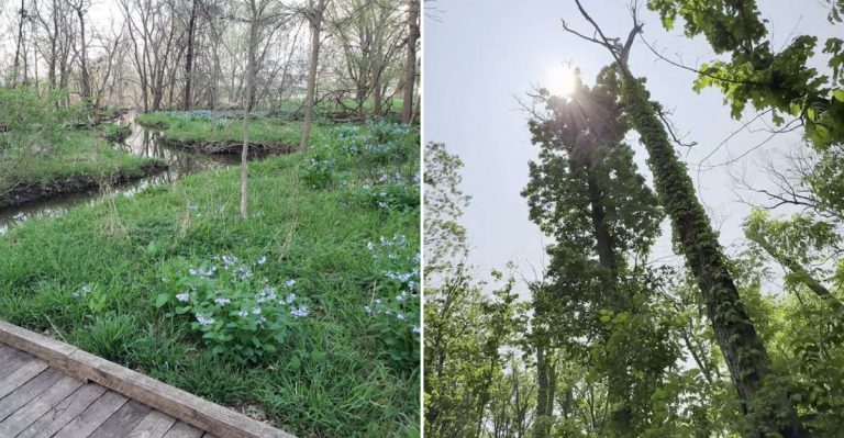 These 12 Scenic Illinois Trails And Wildflower Walks Are Ideal For April