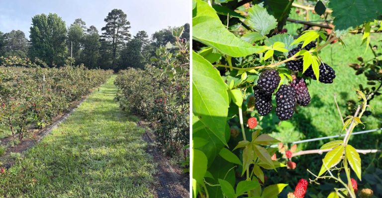 These Arkansas U-Pick Farms Make The Sweetest Summer Day Trips