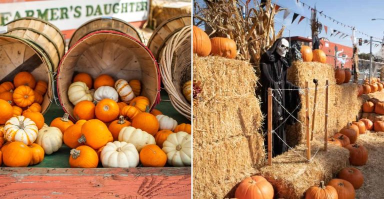 These California Pumpkin Patches With Farm Cafés Are Worth The Trip