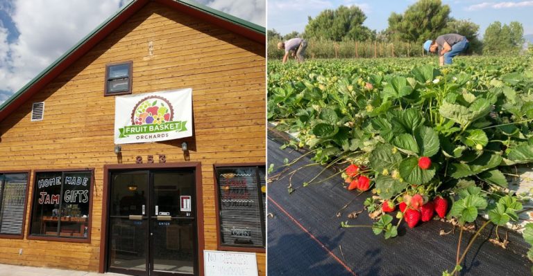 These Colorado Farms Let You Pick Your Own Strawberries Every Spring