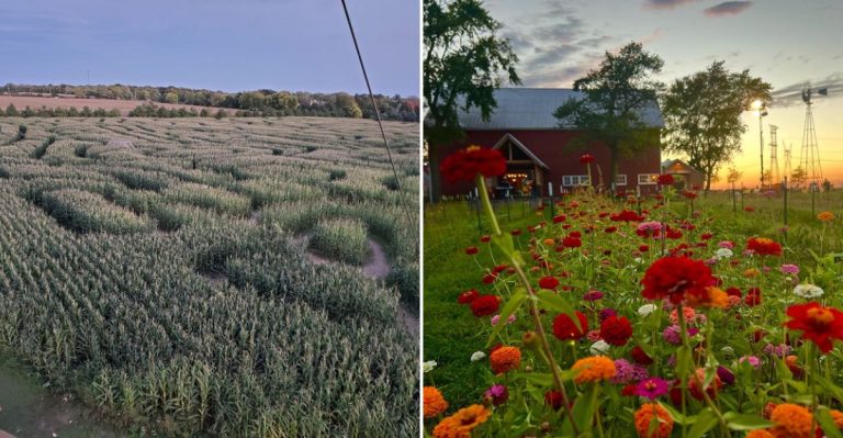 These Colorful Illinois Lavender Farms And Flower Fields Belong On Your Summer List