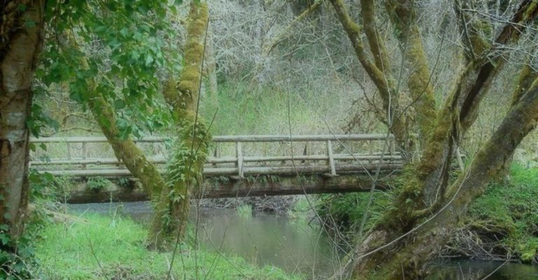 These Creepy Forests In Oregon Are Perfect For A Spooky Hike This Halloween
