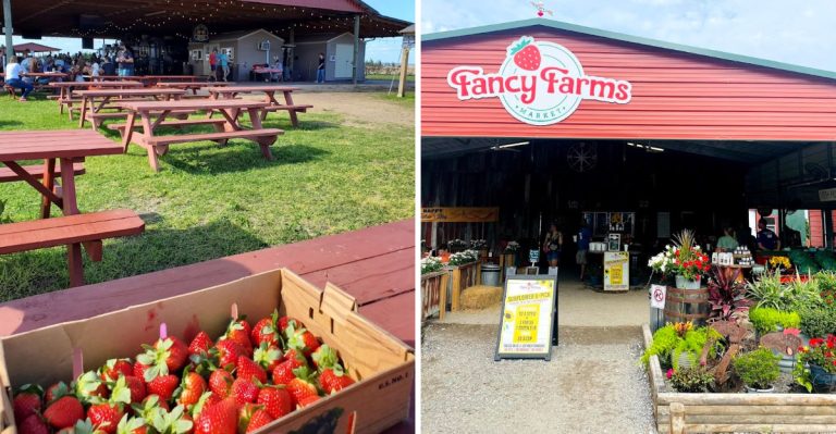 These Florida Farms Let You Pick Your Own Strawberries Every Spring