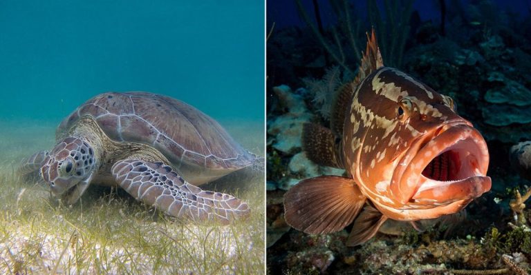 These Florida Sea Creatures Are Completely Off-Limits To Catch Or Sell