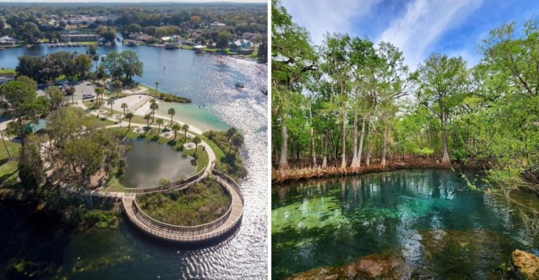 These Florida Springs Offer Some Of The Closest Manatee Encounters In The State