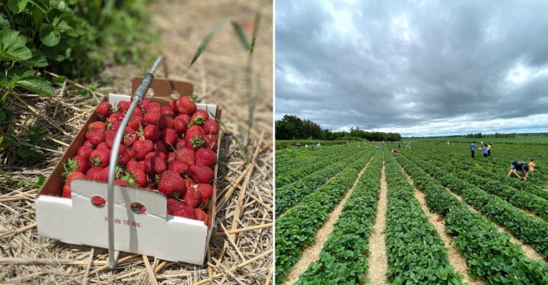These Illinois Farms Let You Pick Your Own Strawberries Every Spring