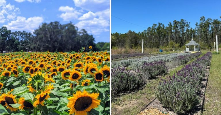 These Lavender And Sunflower Farms In Florida That Make A Country Drive Feel Worth It