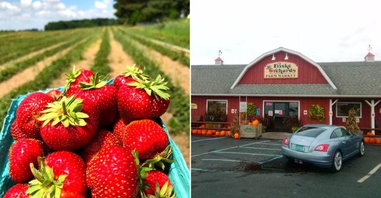 Michigan farms for strawberry picking