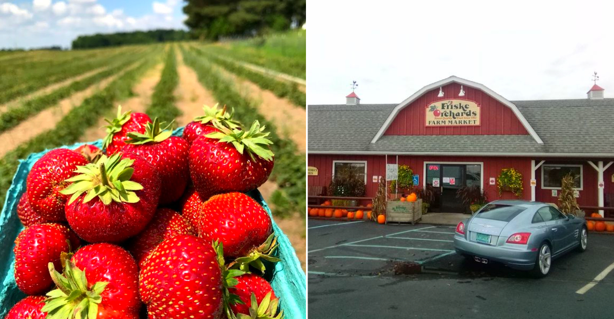 Michigan farms for strawberry picking