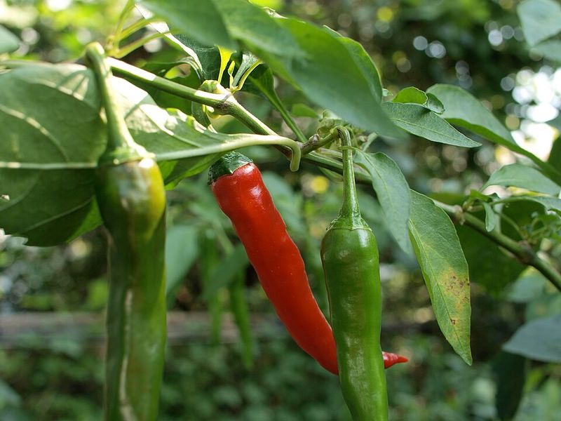 Green Chile Ice Cream