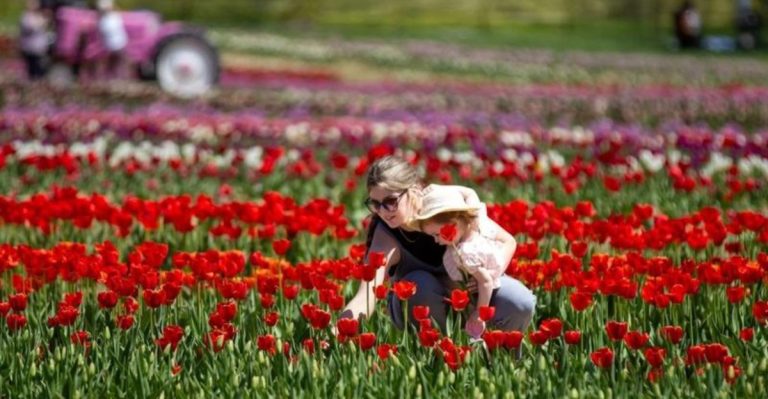 These Ohio Flower Farms Are Almost Too Pretty To Miss This Spring