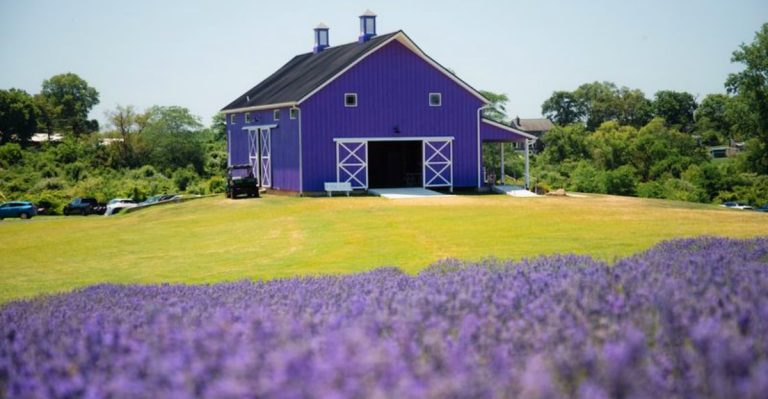 These Ohio Lavender Farms And Flower Fields Are Made For A Calm And Colorful Summer Day