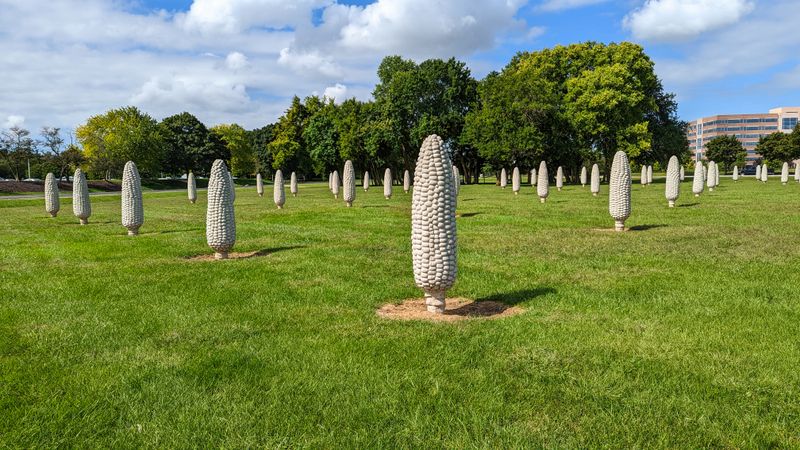 Field of Corn, Dublin