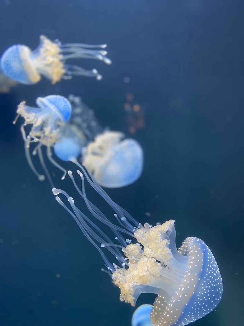 These Tiny Sea Creatures Look Like Living Works Of Art