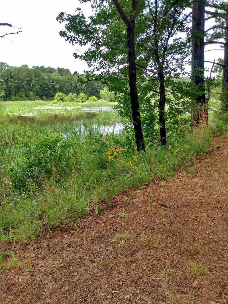 Thick Wetlands Line Much Of The Water
