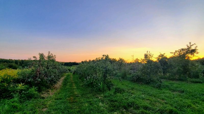 Thirty-Eight Acres Of Orchard Charm