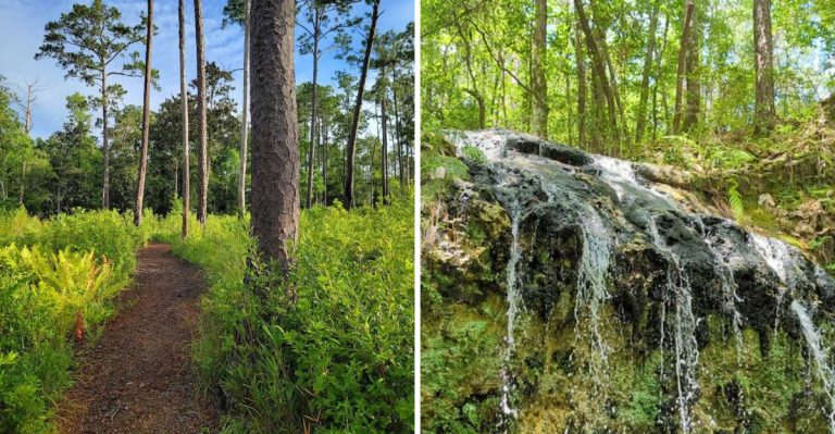 This 1-Mile Florida Hike Leads To Something You’d Never Expect To See