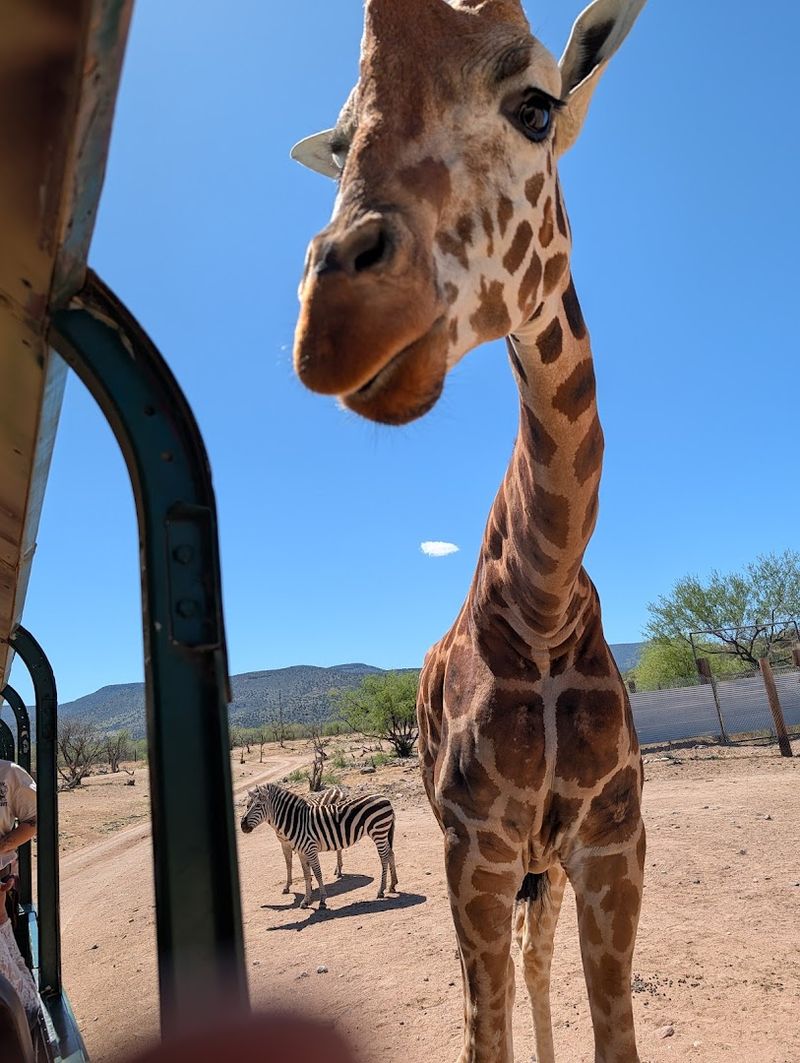 The Serengeti Preserve Safari Experience