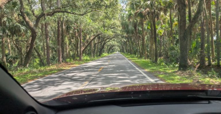 This 12-Mile Tree Tunnel In Florida Feels Like Driving Through A Dream