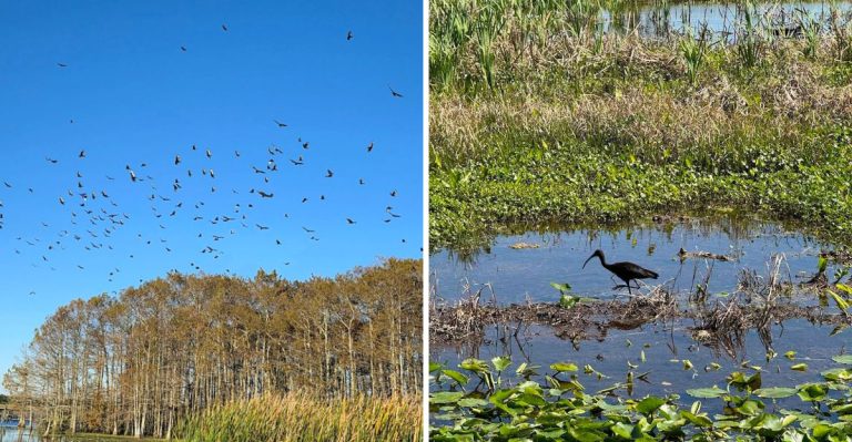 This 1650-Acre Florida Bird Sanctuary Lures Photographers From Around The World During Nesting Season
