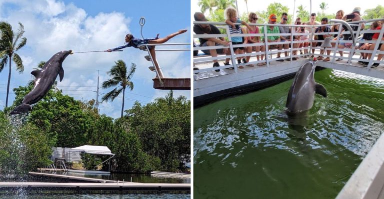 This 1946 Florida Keys Gem Lets You Swim With Dolphins In A Natural Saltwater Lagoon