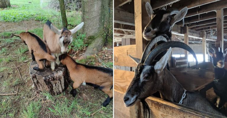 This 2-Mile Maine Trail Features The Cutest Hiking Companions Around