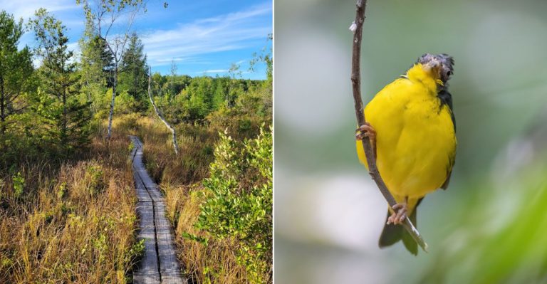 This 2-Mile Pennsylvania Boardwalk Trail Takes You Through A Secret Bird Sanctuary Most People Drive Past