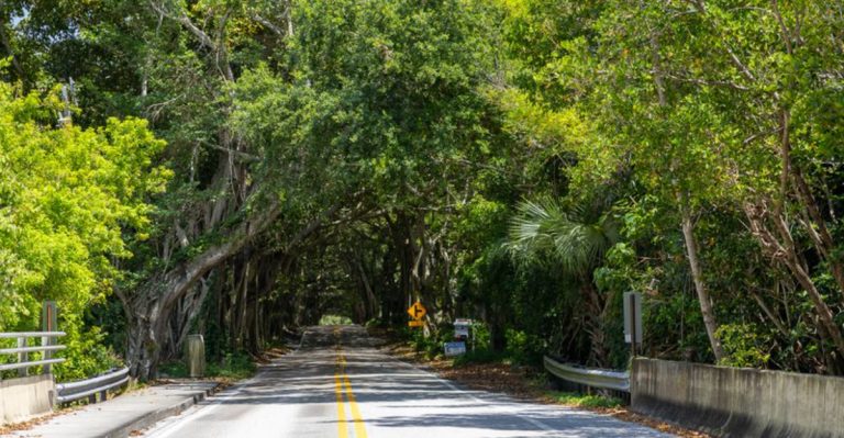 This 20-Mile Tree Tunnel In Florida Is So Magical, You Will Feel Like You Are Dreaming As You Drive Through It