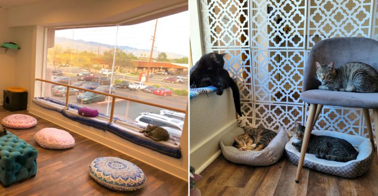 This 3-Story Cat Cafe In Tucson, Arizona, Is A Dream Come True For Cat Lovers