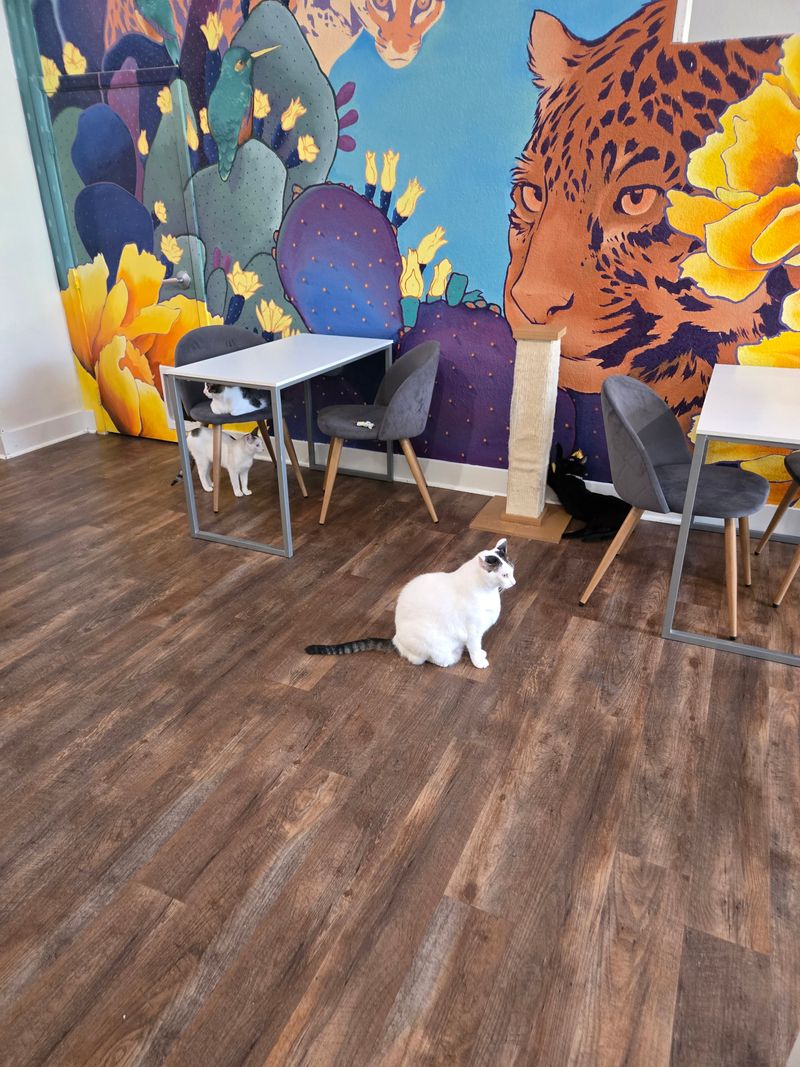 Three Floors Of Feline Fun