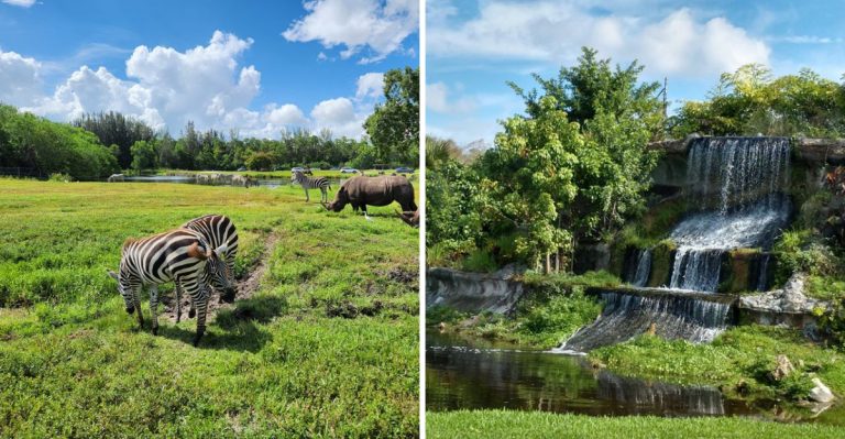 This 300-Acre Florida Safari Brings Lions And Zebras Right Up To Your Car Window