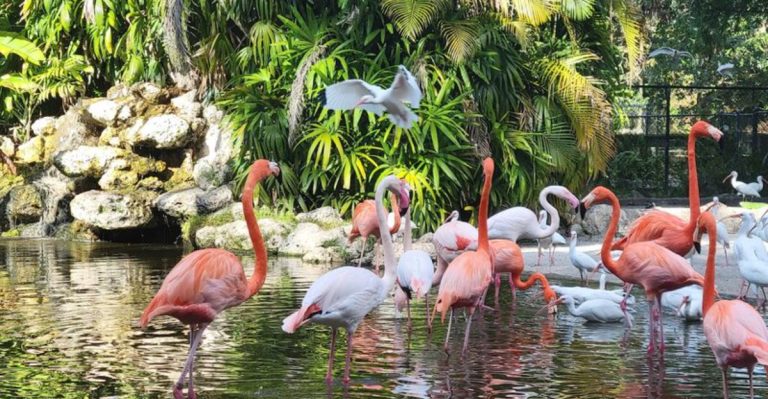 This 60-Acre Florida Sanctuary Lets You Hand-Feed Flamingos And Feels Like A Hidden Paradise