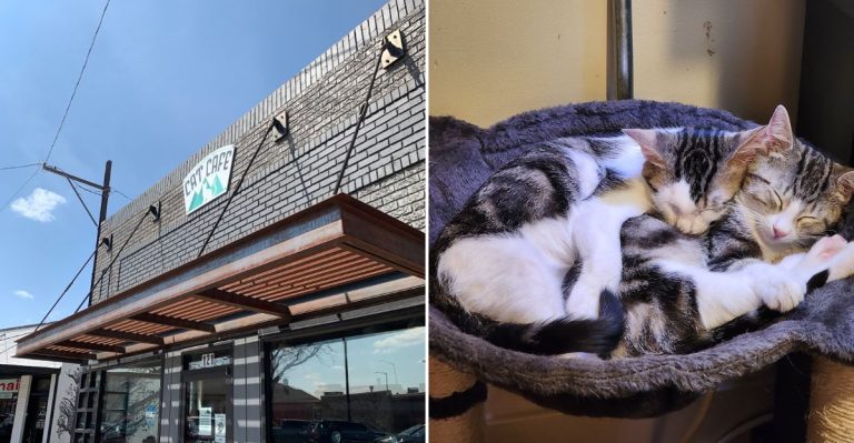 This Adorable Cat Cafe In Colorado Is A Dream Come True For Cat Lovers