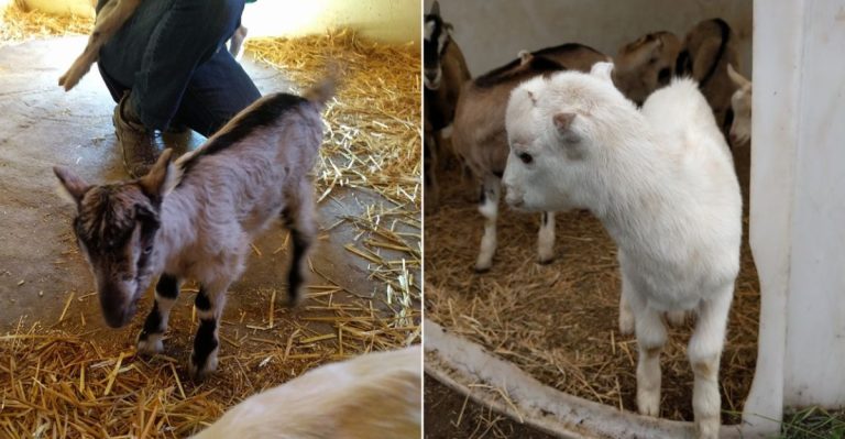 This Adorable Colorado Farm Lets You Hang Out With Baby Goats And Bottle Feed Them Yourself