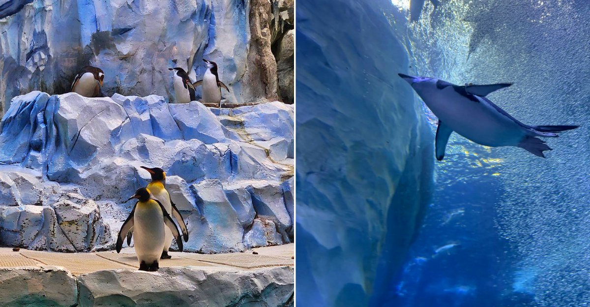 The adorable Macaroni penguins of the Polk Penguin Conservation Center