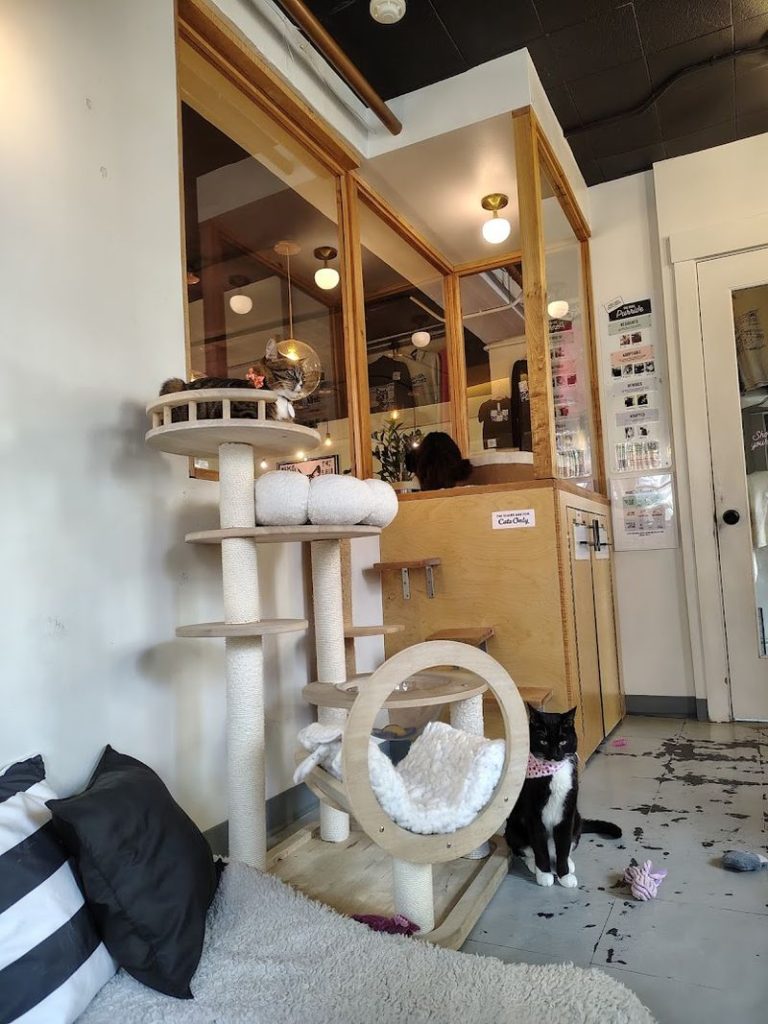 This Adorable Washington Cat Cafe Is A Dream Come True For Cat Lovers