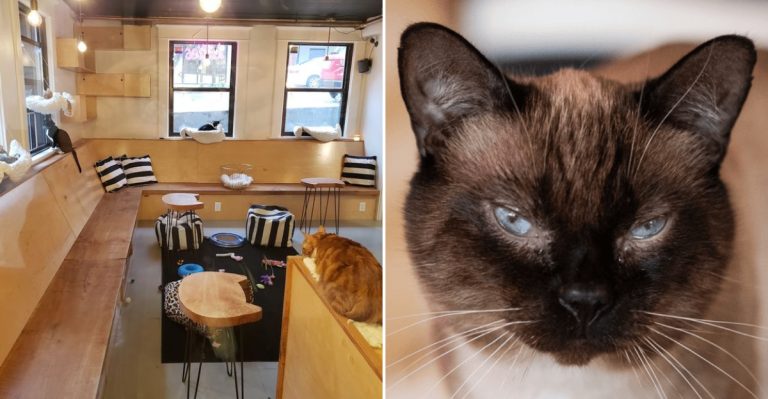 This Adorable Washington Cat Cafe Is A Dream Come True For Cat Lovers