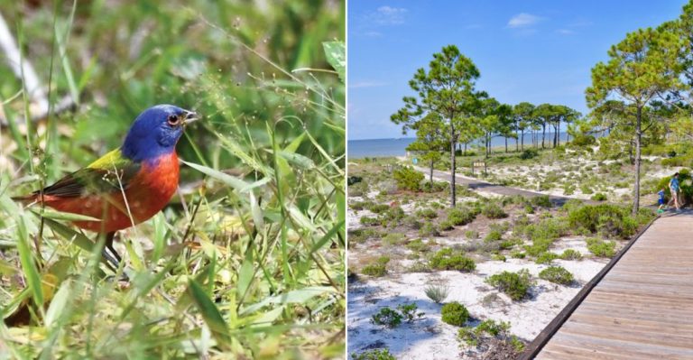 This Hidden Alabama Beach Town Feels Like the Coast Locals Wish Stayed Secret