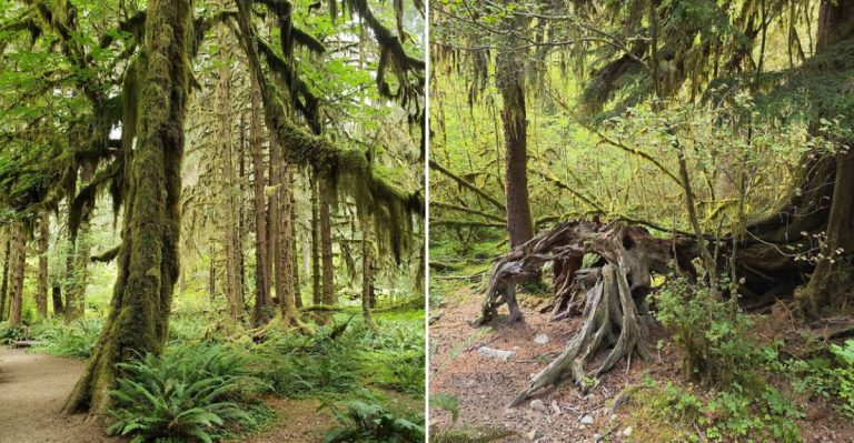 This Ancient Emerald Rainforest Is One of Washington’s Most Unexpected And Magical Places