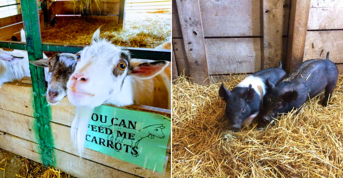 The animals at The Petting Farm at Domino's Farms