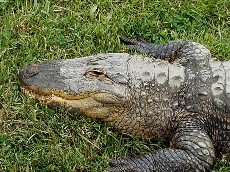 Start With Al, The Alligator Who Changed Everything
