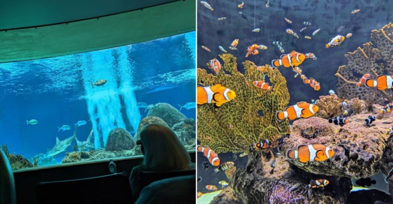 This Arizona Aquarium Transforms Into An Adults-Only Underwater Escape After Dark