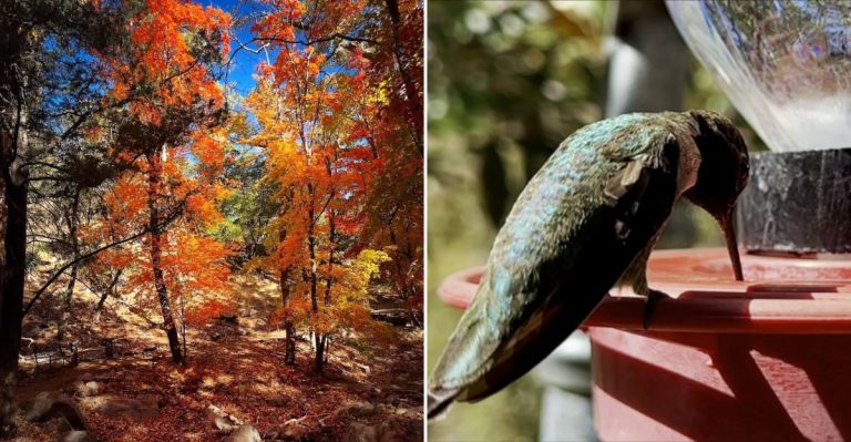 This Arizona Canyon Is Home To 14 Hummingbird Species You Can See Up Close