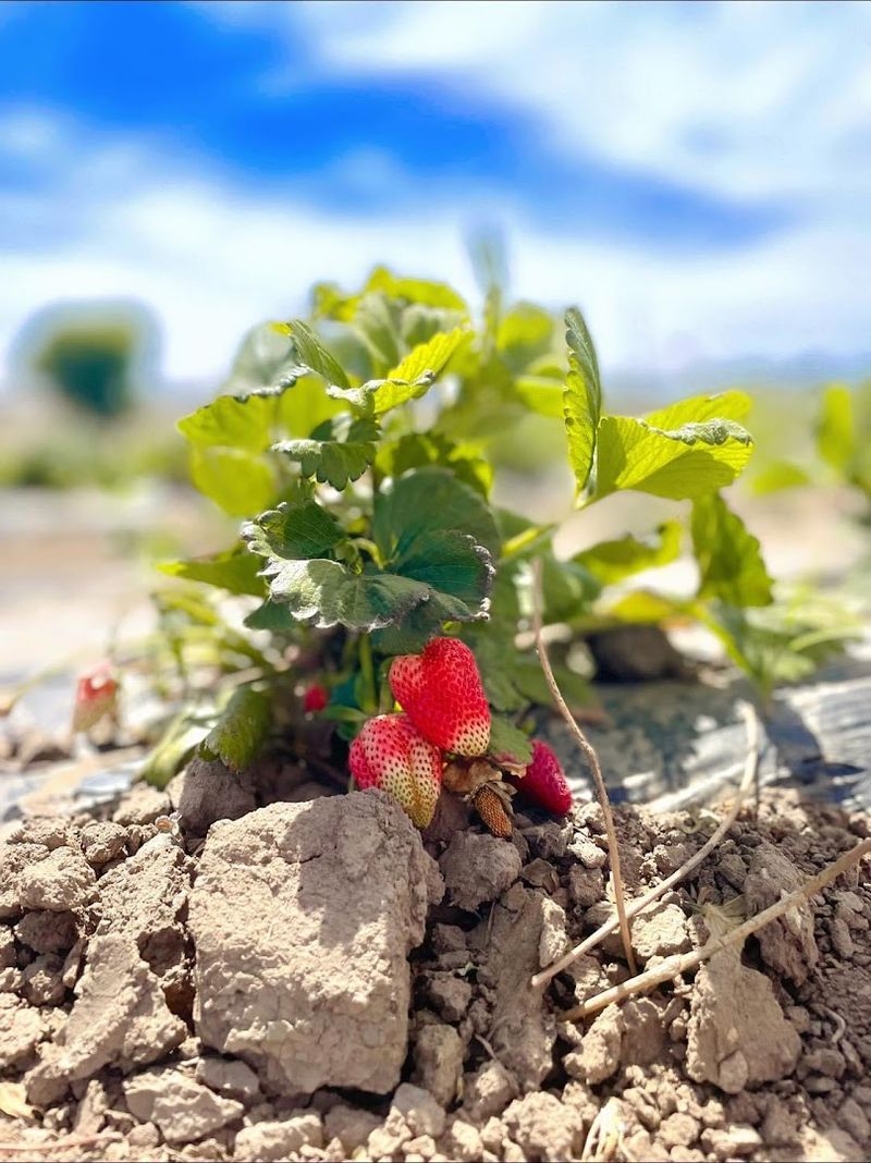 The Sweet Tradition Of U-Pick Strawberries