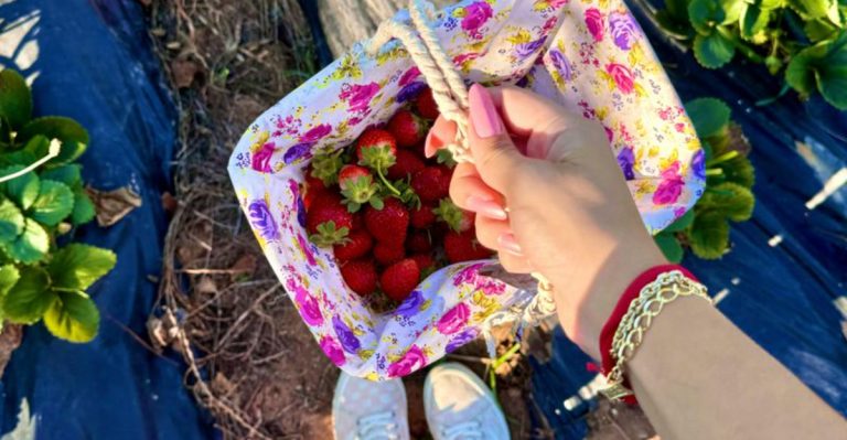 This Arizona Farm Is Perfect For Picking Your Own Strawberries Each Spring