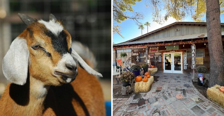 This Arizona Farm Lets You Pet Animals And Feels Like The Sweetest Day Trip
