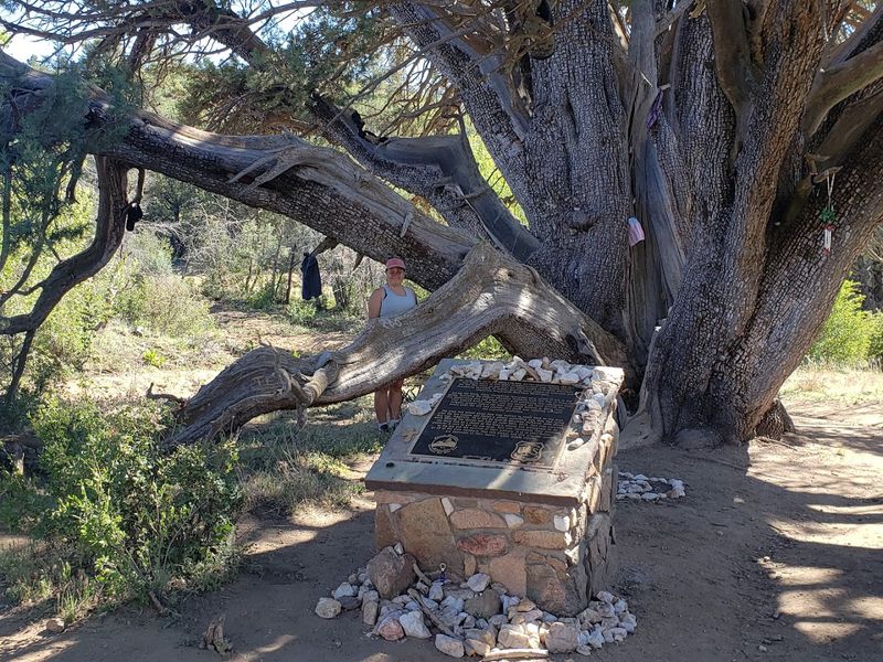 The Giant Alligator Juniper Tree Itself