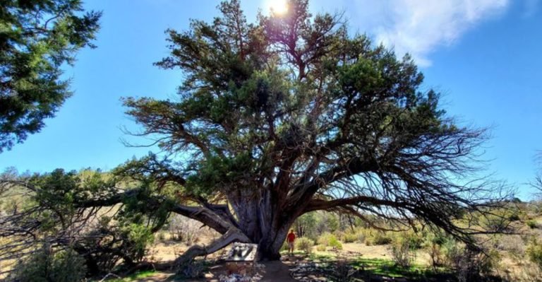 This Arizona Hike Leads To A 2,000-Year-Old Tree Few People Know About