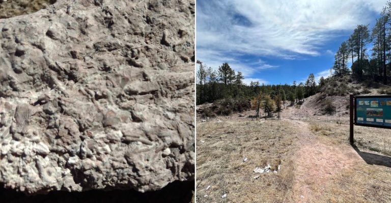 This Arizona Paleo Site Offers A Rare Chance To Hunt For Fossils From 300 Million Years Ago