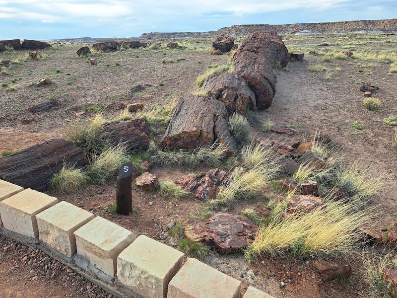 The Petrified Wood: Logs Turned To Living Stone